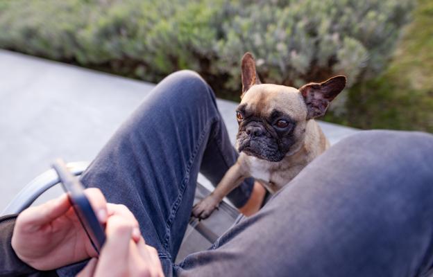 куче се взира