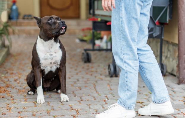 куче се взира