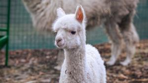 бебе алпака зоопарк София
