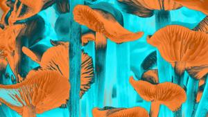 халюцигенни гъби