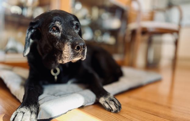 възрастно куче