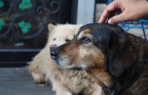 възрастно куче