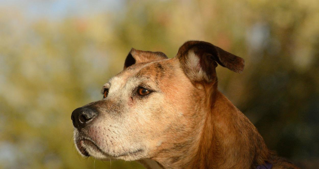 възрастно куче