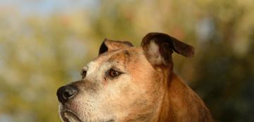 Как да познаем на колко години е едно куче