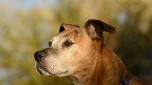 Как да познаем на колко години е едно куче