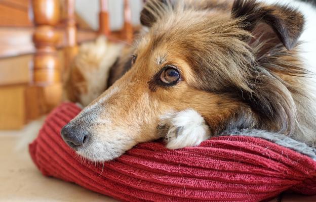 възрастно куче