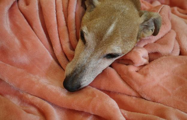 възрастно куче