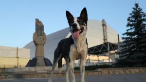 чернобил куче