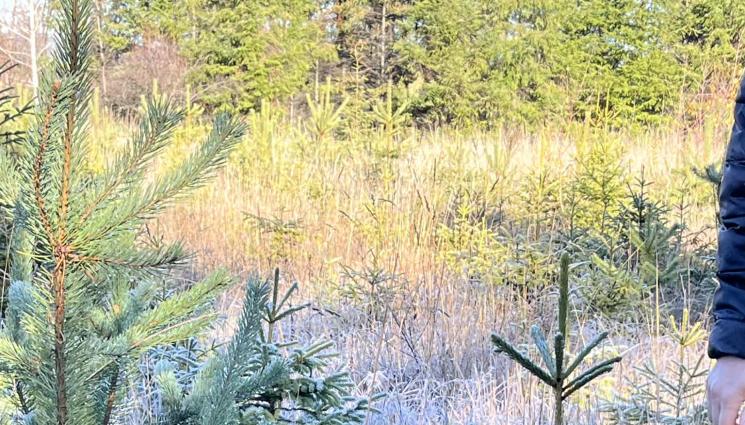 Агро - Агро Телеграф: При залесяване в пожарищата: Половината от боровите фиданки вече не се хващат