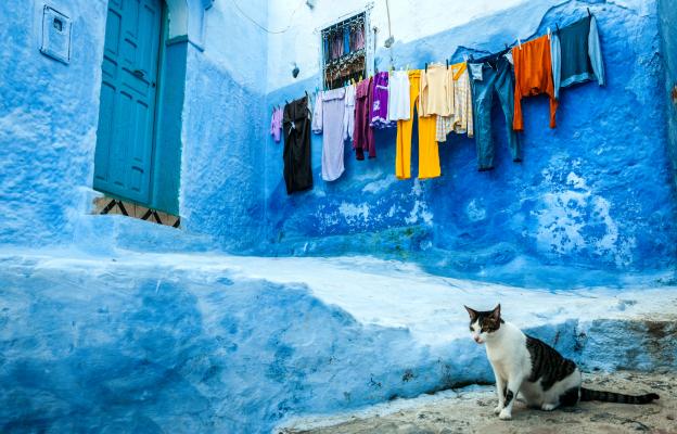 Котка в Мароко