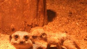 бебета сурикати зоопарк София