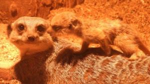 бебета сурикати зоопарк София