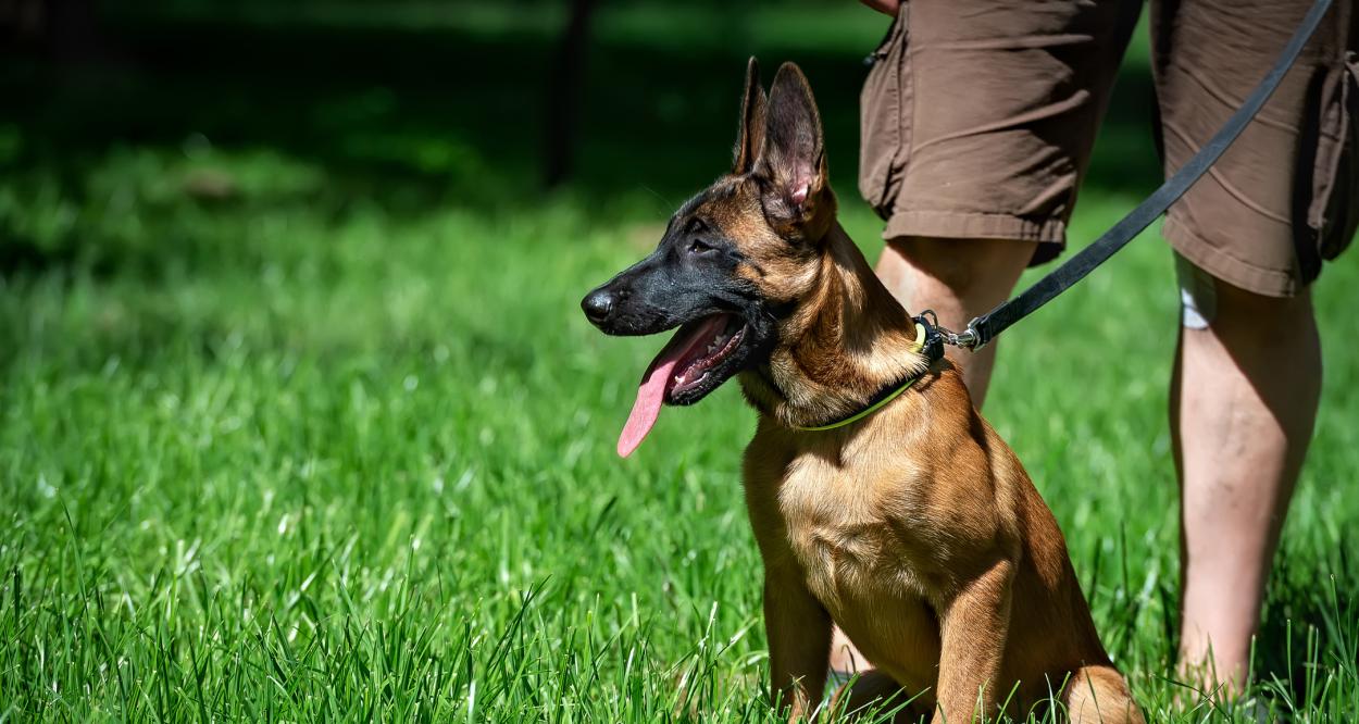 Белгийска овчарка Малиноа