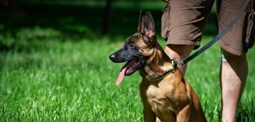 10 породи кучета, които ще ви защитят с цената на живота си