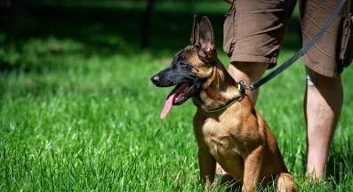 Белгийска овчарка Малиноа