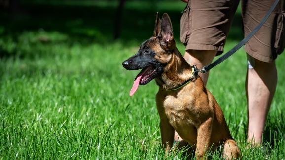 10 породи кучета, които ще ви защитят с цената на живота си