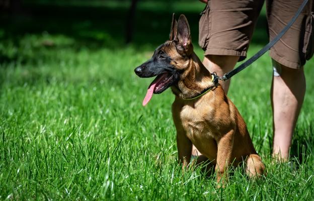 Белгийска овчарка Малиноа