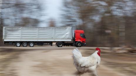 петел кокошка пиле магистрала камион