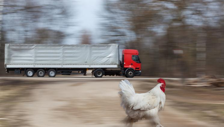 петел кокошка пиле магистрала камион