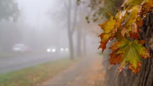 мъгла есен