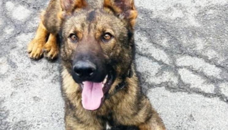 бояр - Бояр подуши дрога за над 1 млн. лв. в газови бутилки! 