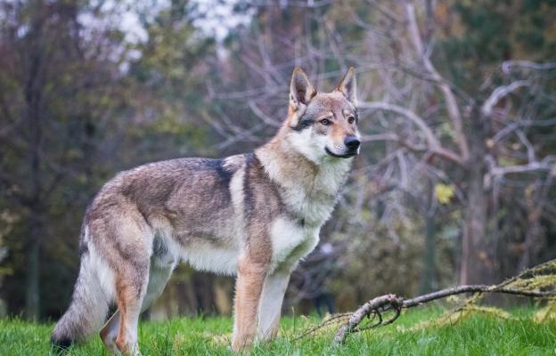 Чехословашки вълчак
