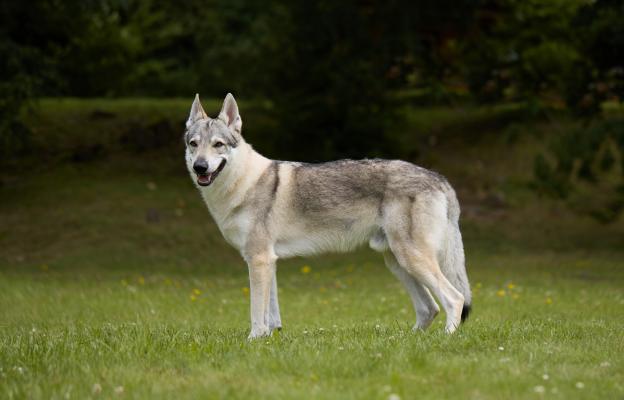 Чехословашки вълчак