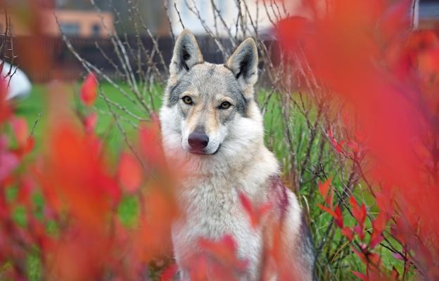 Чехословашки вълчак