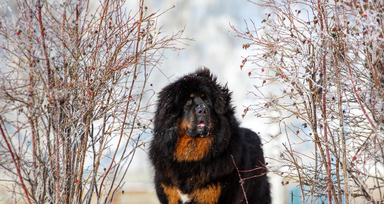 Тибетски мастиф