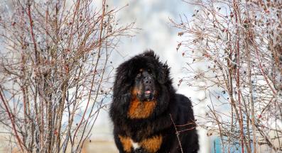 Тибетски мастиф