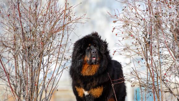 Тибетски мастиф