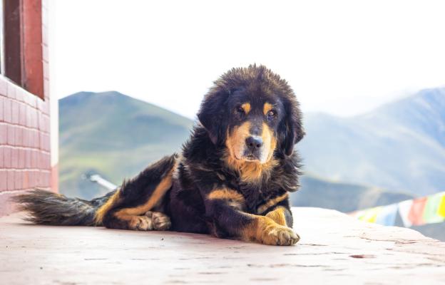 Тибетски мастиф