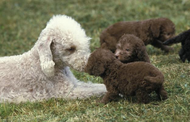 Бедлингтон териер