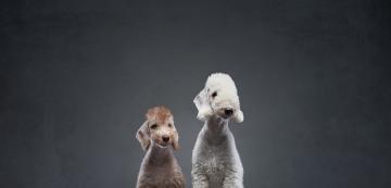 8 породи кучета, които променят цвета си с времето