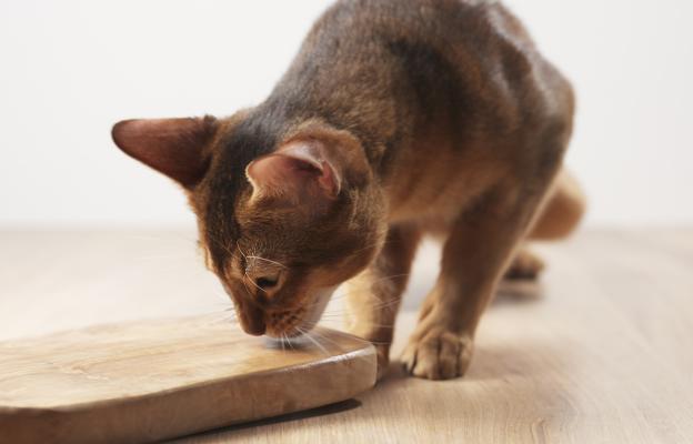 Котка в кухня