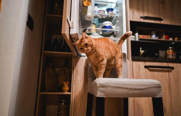 Котка в кухня