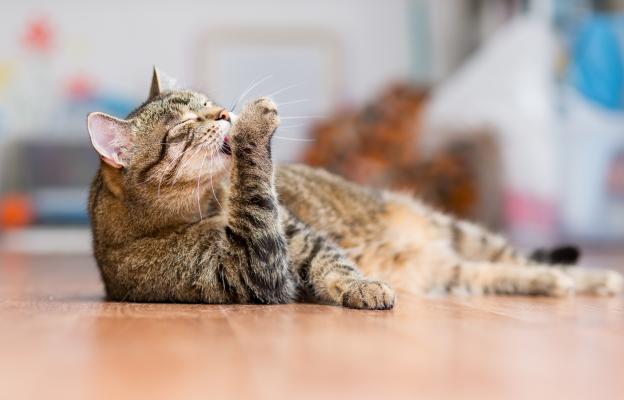 Котка се мие