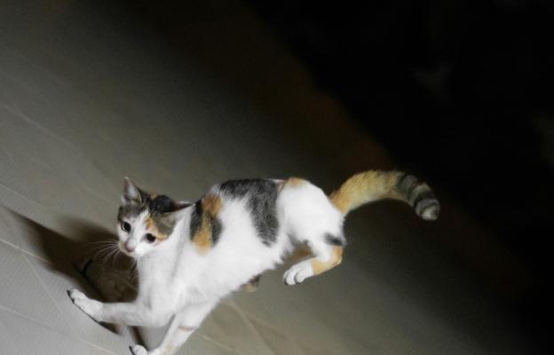 Котка се мие