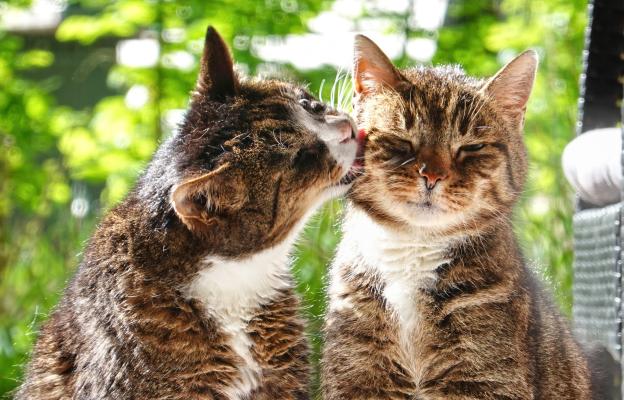 Котка се мие