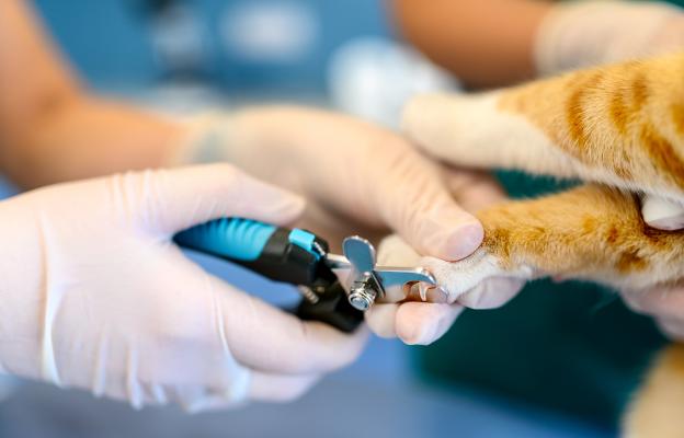 Котка се мие