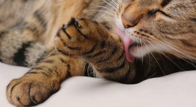 Котка се мие