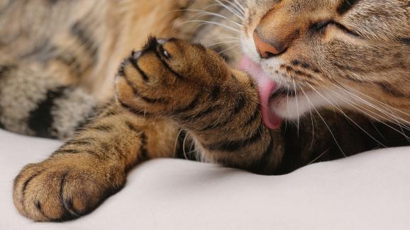 Котешки хигиенни навици: какво трябва да знаете за тях