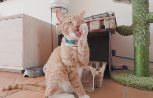 Котка се мие