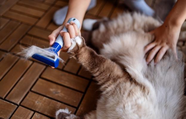 Котка се мие