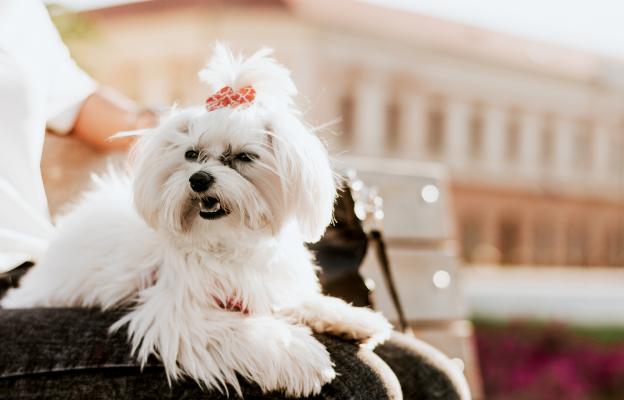 куче ядосано