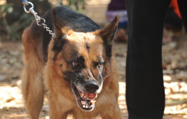 куче ядосано