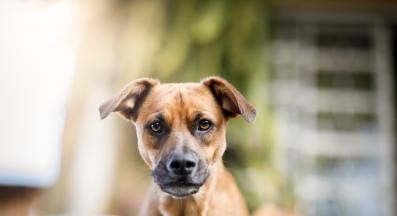 куче ядосано