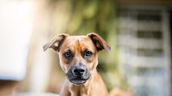 куче ядосано