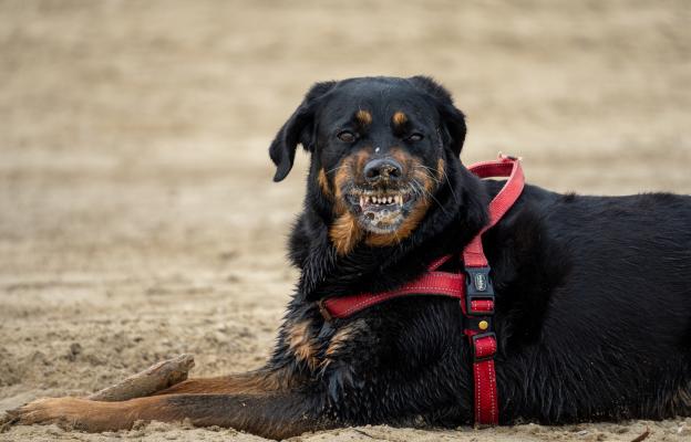 куче ядосано