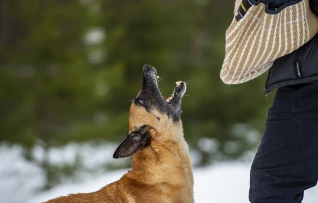 куче ядосано